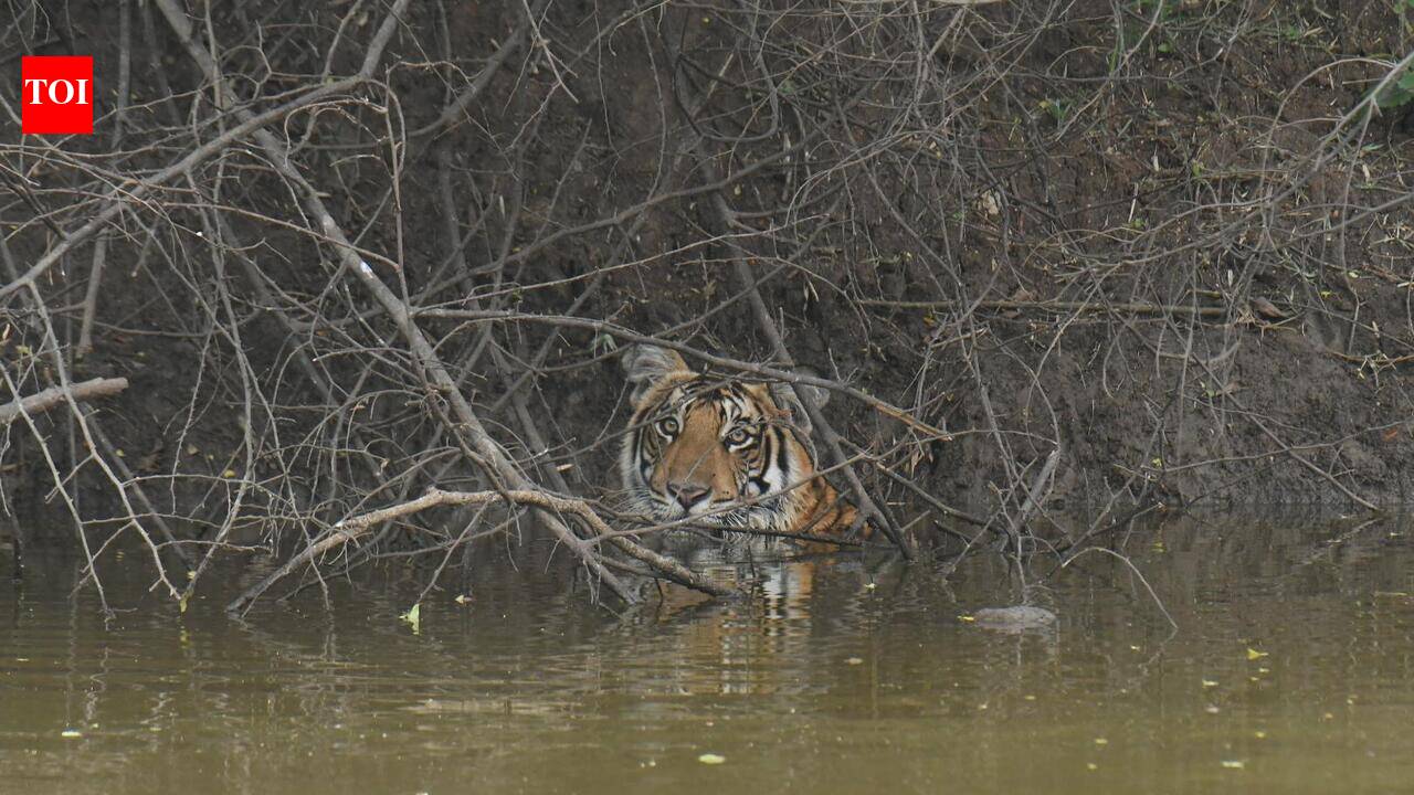Forest guard injured by tiger during rescue operation