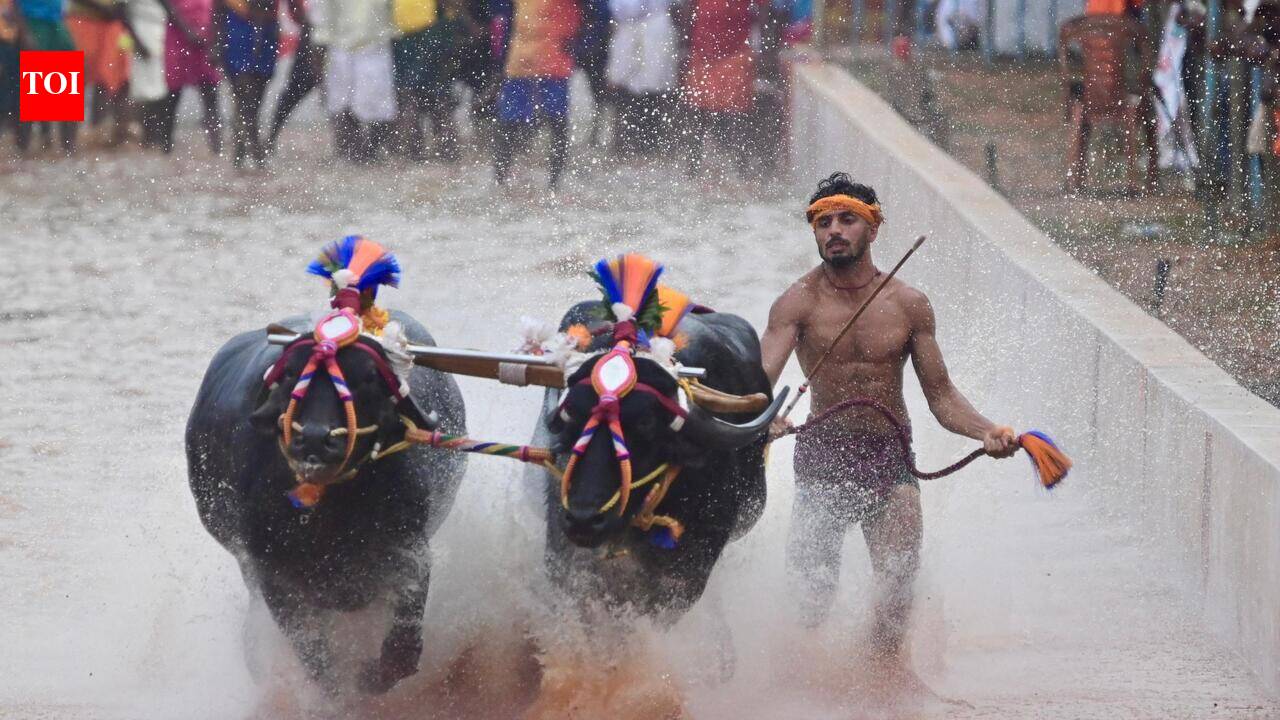 State govt faces opposition over kambala event at Mysuru Dasara