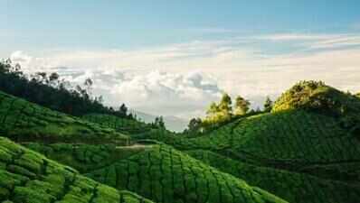Kerala forest department reclaims 100 acres from Harrisons Malayalam at Munnar; state’s highest tent camping site taken over
