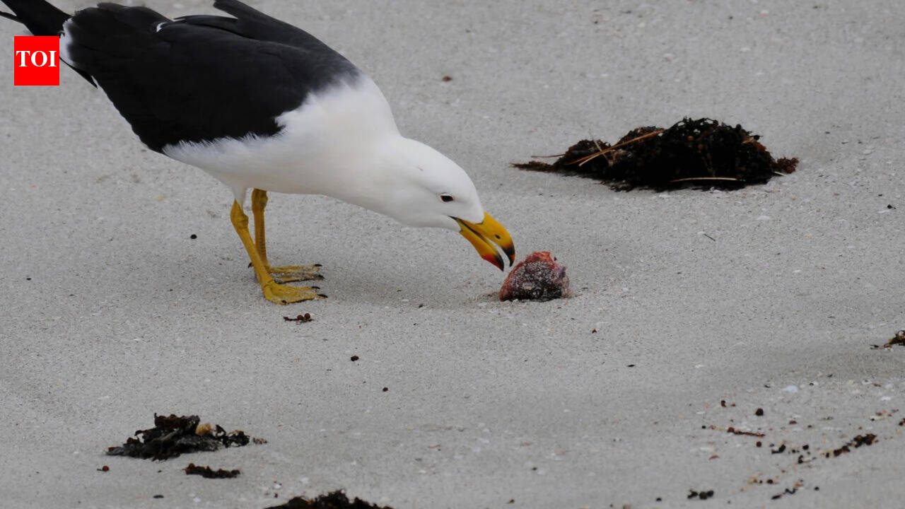 Bird flu outbreak in Australia: The deadly H5N1 virus has reached the remote shore of ‘the last continent’ — does it pose a risk to pets?