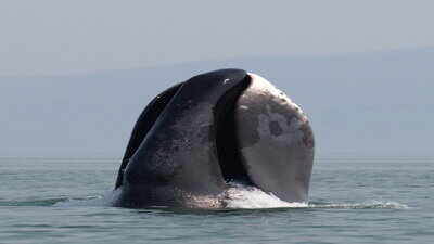 This Arctic whale lives beyond 200 years, and its genome points to natural defences against cancer and ageing
