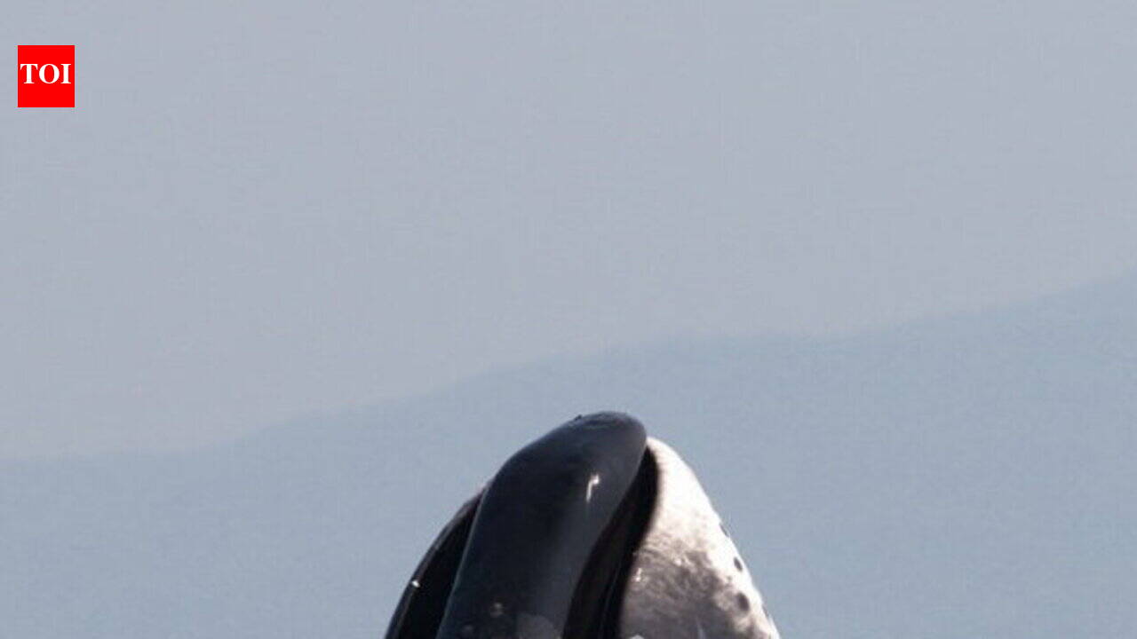 This Arctic whale lives beyond 200 years, and its genome points to natural defences against cancer and ageing