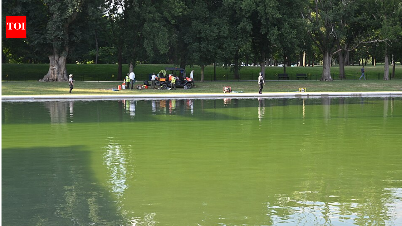 Scientists say the green water in DC's Lincoln Memorial Reflecting Pool is a warning, because warm sun, extra nutrients, and a heat-holding dark basin can turn calm water into a cyanobacteria bloom that also threatens lakes and drinking supplies