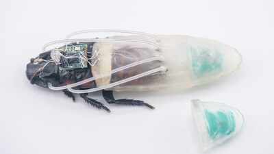 Scientists just gave remote-controlled cockroaches scuba suits, and the cyborg insects can now breathe underwater for up to 3 hours