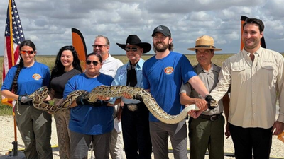 Florida's Burmese python challenge can't wipe out invasive snakes from the Everglades. Awareness is the real victory, officials say