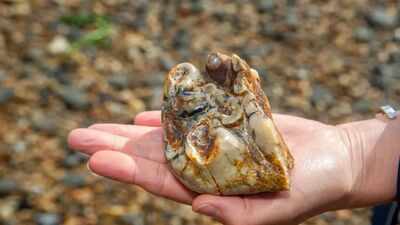 Buried for 1.8 million years: This ancient elephant tooth was finally found by an 11-year-old on a UK beach