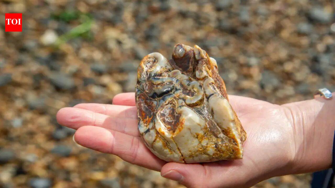 Buried for 1.8 million years: This ancient elephant tooth was finally found by an 11-year-old on a UK beach