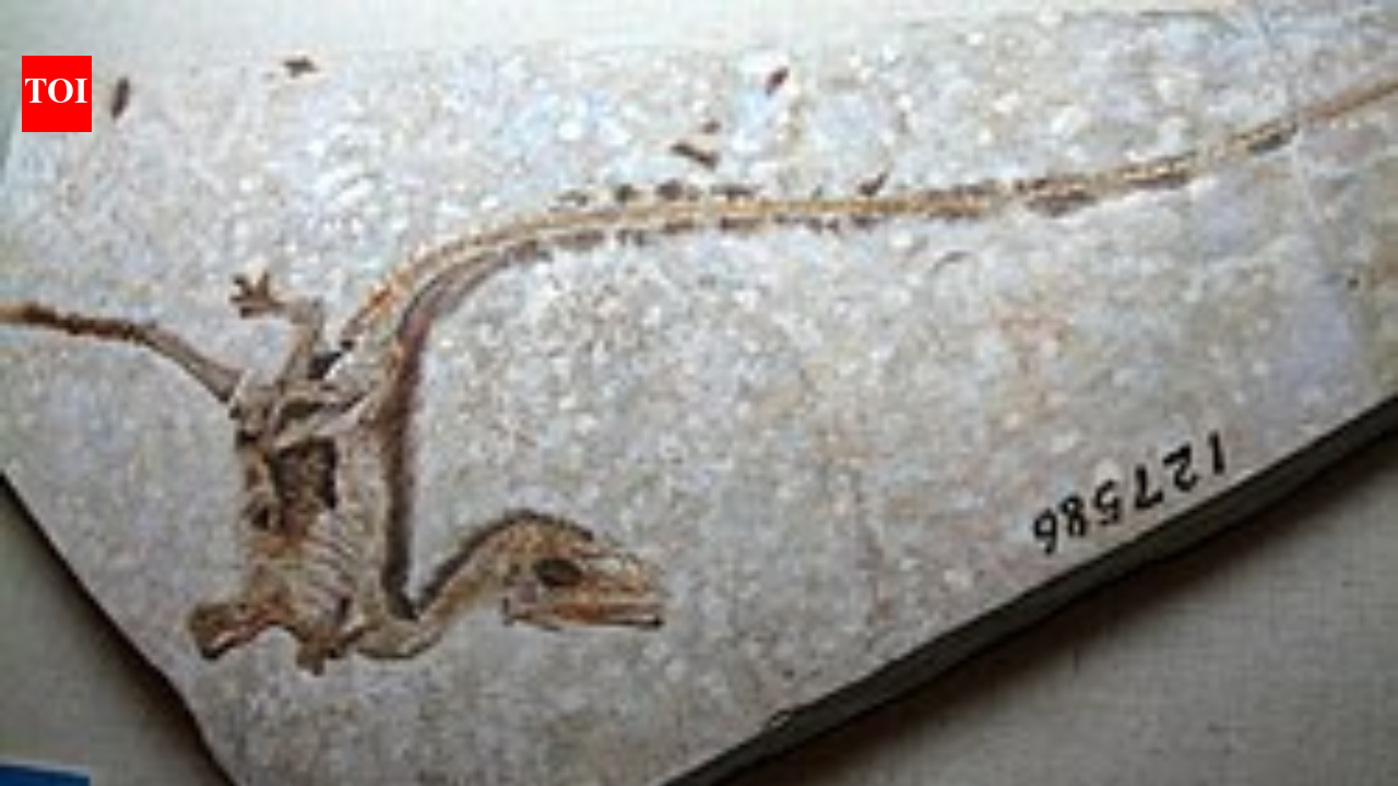 In 1996, a Chinese fossil team uncovered a feathered dinosaur in Liaoning, tightening the link between dinosaurs and birds