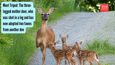 Meet Tripod: The three-legged mother deer, who was shot in a leg and has now adopted two fawns from another doe