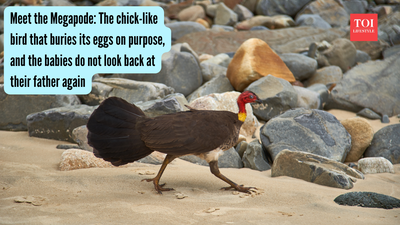 Meet the Megapode: The chick-like bird that buries its eggs on purpose, and the babies do not look back at their father again