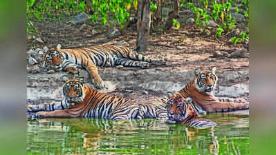Raj forest dept plans new wildlife divisions across state