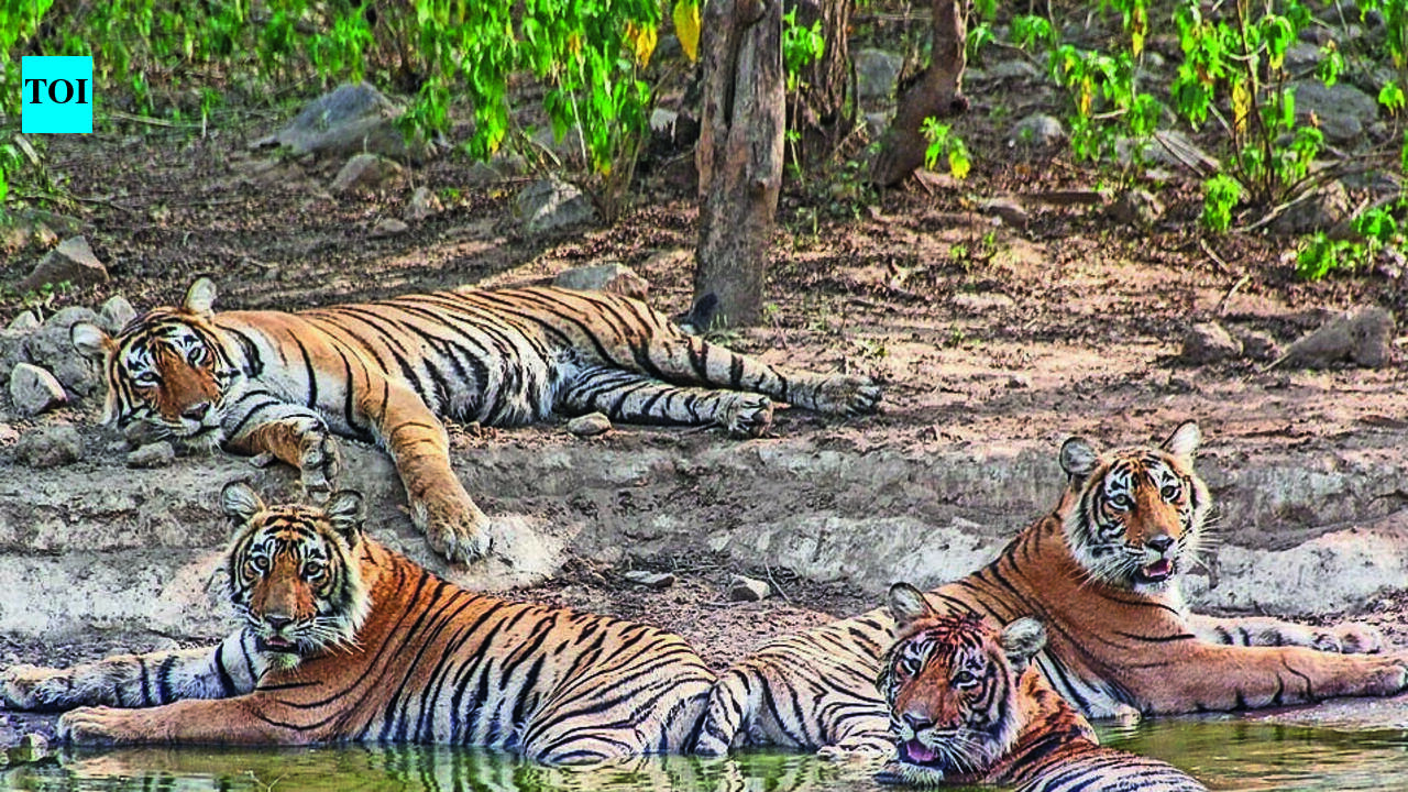 Raj forest dept plans new wildlife divisions across state