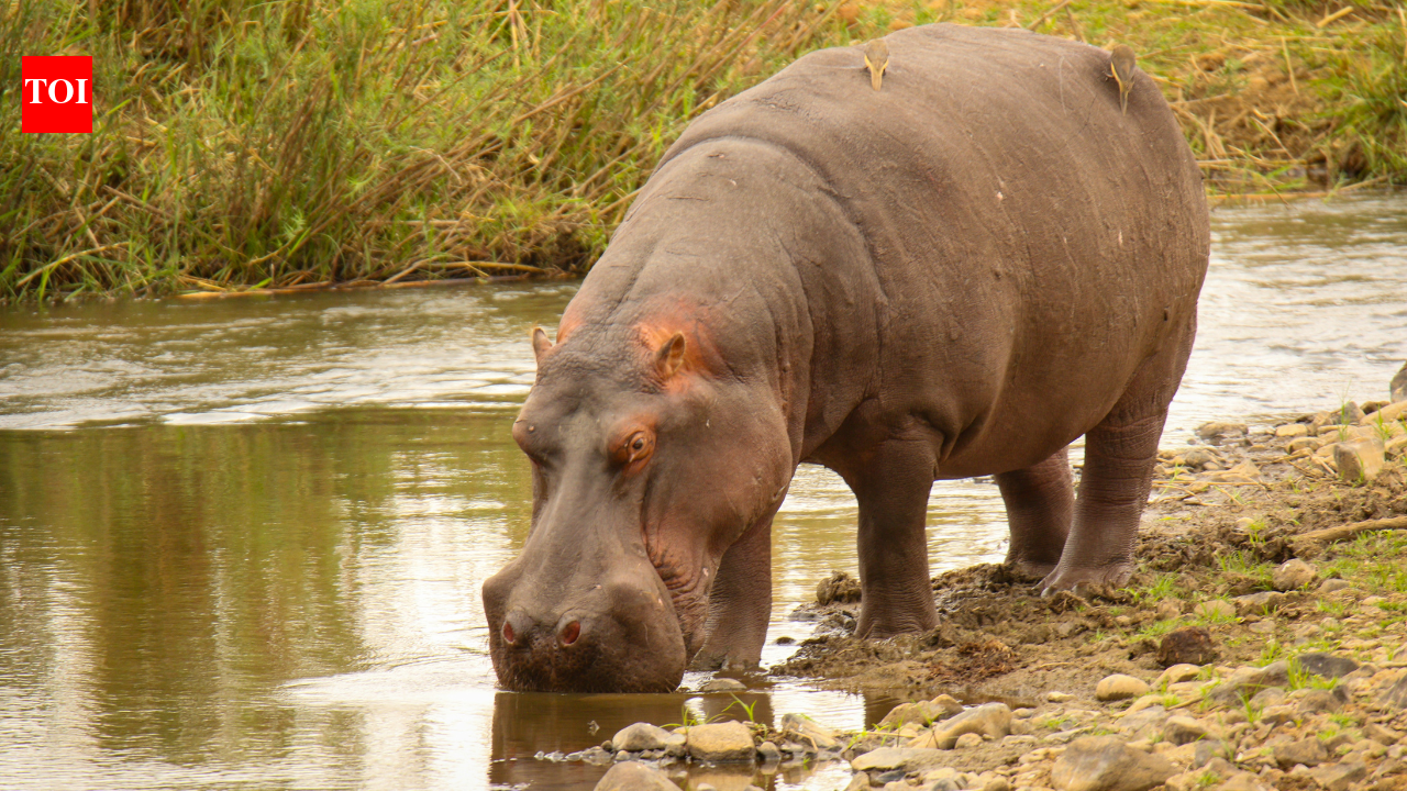 Did hippos evolve their own sunscreen: The surprising science behind their red skin secretion