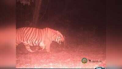 Tigress from Bihar’s Valmiki may kick off Buxa ‘reintroduction’ project