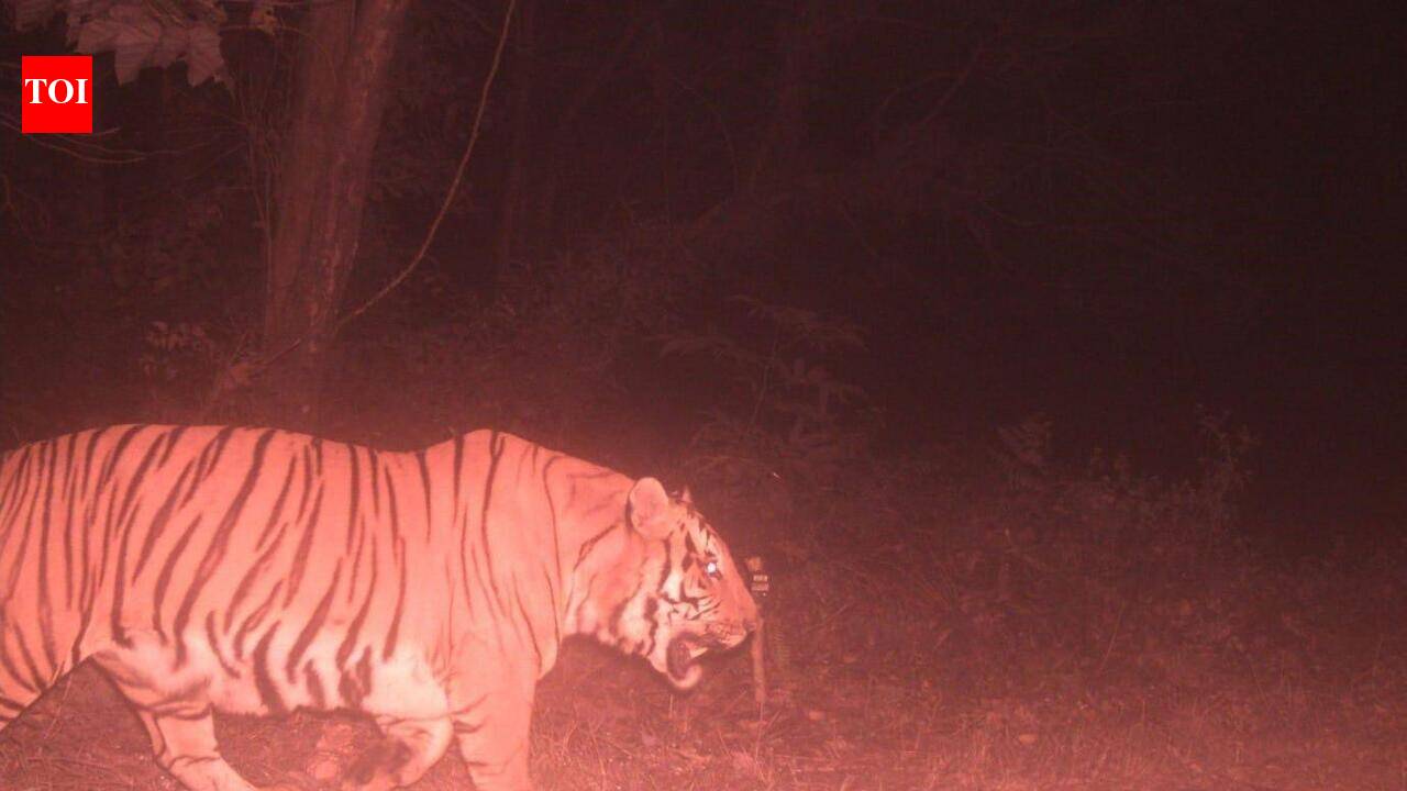 Tigress from Bihar’s Valmiki may kick off Buxa ‘reintroduction’ project