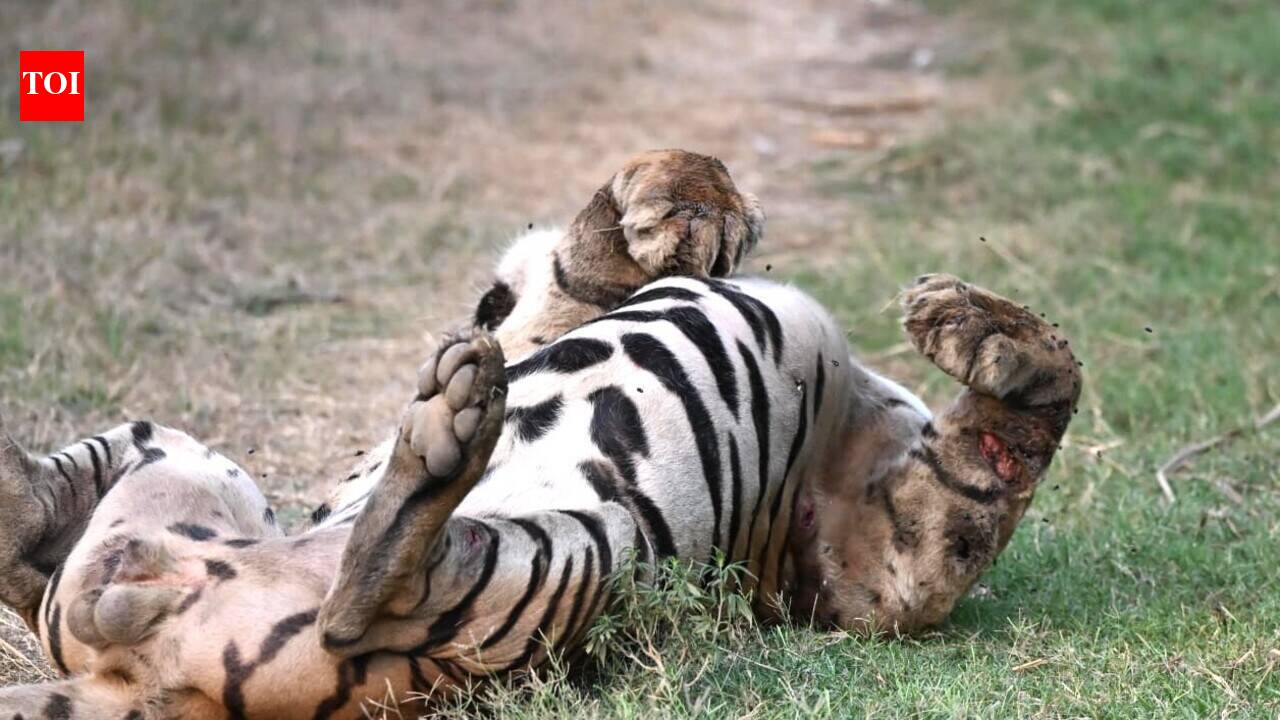 2nd tiger death in Kheri in 5 days