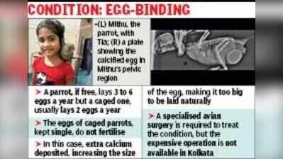 Extra-large egg puts 13-year-old parrot’s life at risk, family takes it to Delhi for life-saving surgery