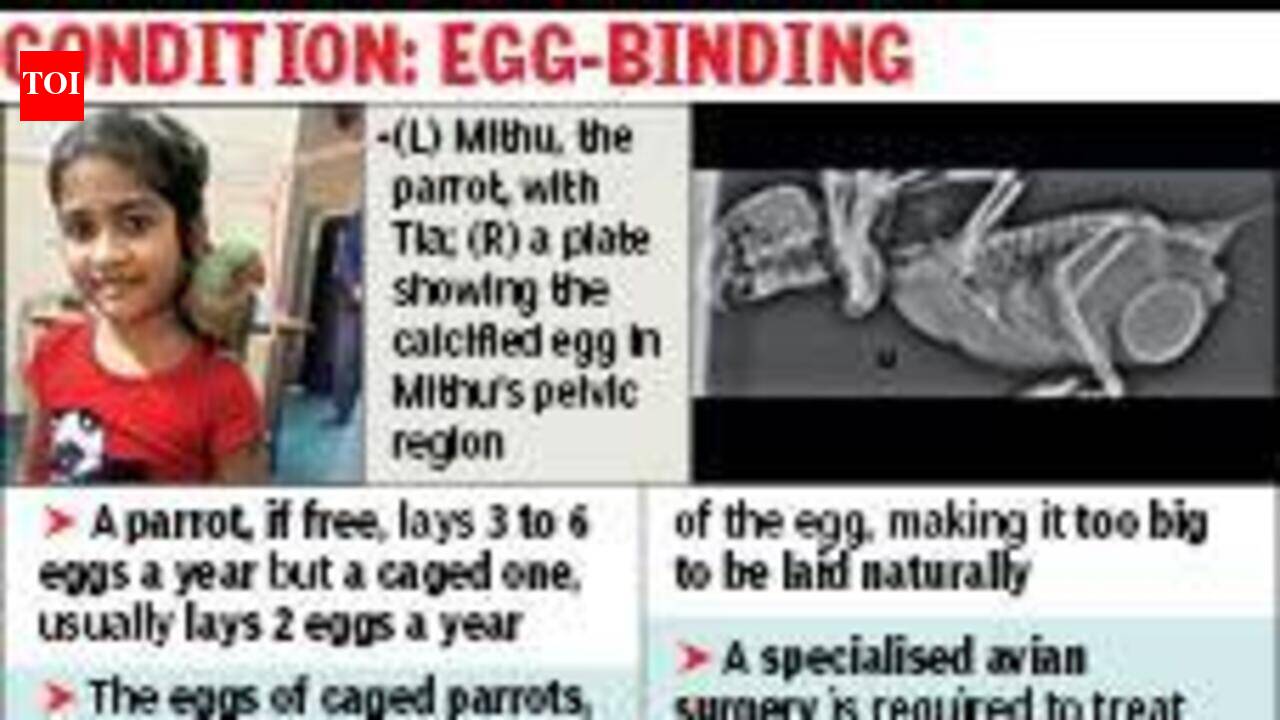 Extra-large egg puts 13-year-old parrot’s life at risk, family takes it to Delhi for life-saving surgery