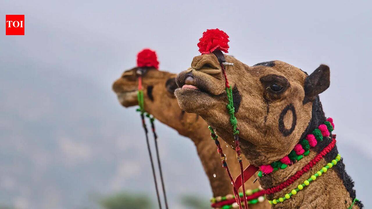 ईद पर ‘वध’ के दावे पर कश्मीरी ऊंट को जब्त कर लिया गया, मालिक ने उसके खुर को अदालत में पेश किया | भारत समाचार
