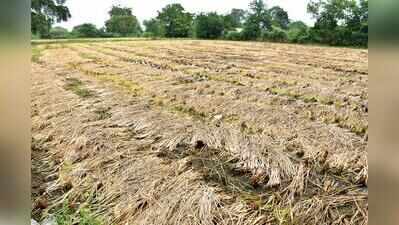 Implement central crop insurance scheme in Gujarat: Cong to state govt