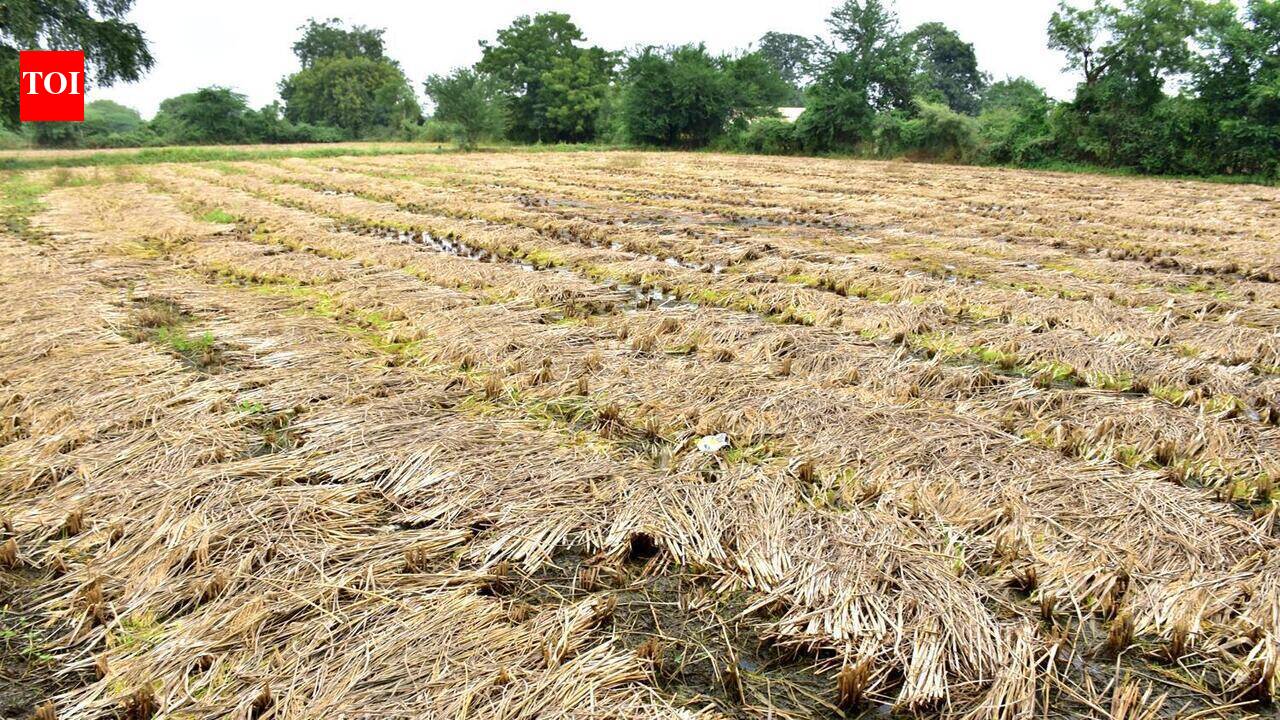 Implement central crop insurance scheme in Gujarat: Cong to state govt