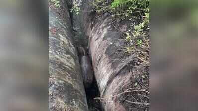 Forest team rescues gaur trapped between  conduits