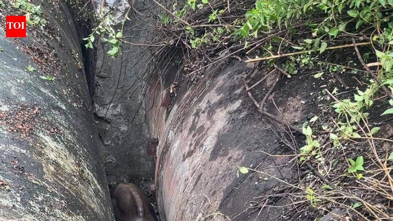 Forest team rescues gaur trapped between conduits