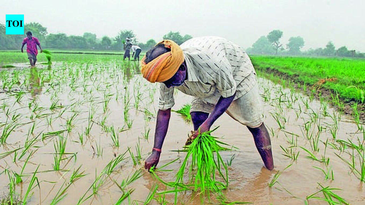 Normal to above-normal July rain likely for Vidarbha: IMD