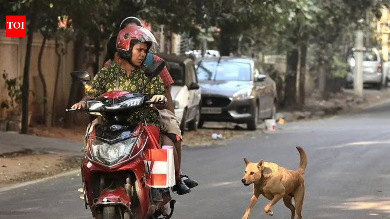 Stray dog bites in Nagpur top 44,000 in five years, eight rabies deaths: Govt