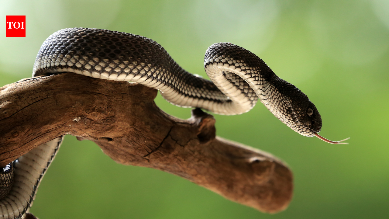 How the Big 4 Mapper snake alert app tracks cobras, kraits and vipers and raises snake bite awareness