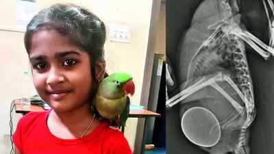 13-year-old parrot battles rare egg-binding; family seeks treatment in Delhi