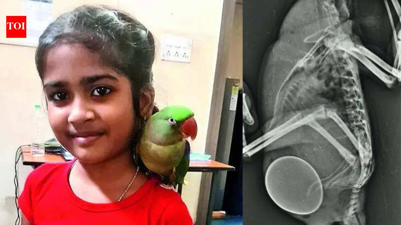 13-year-old parrot battles rare egg-binding; family seeks treatment in Delhi