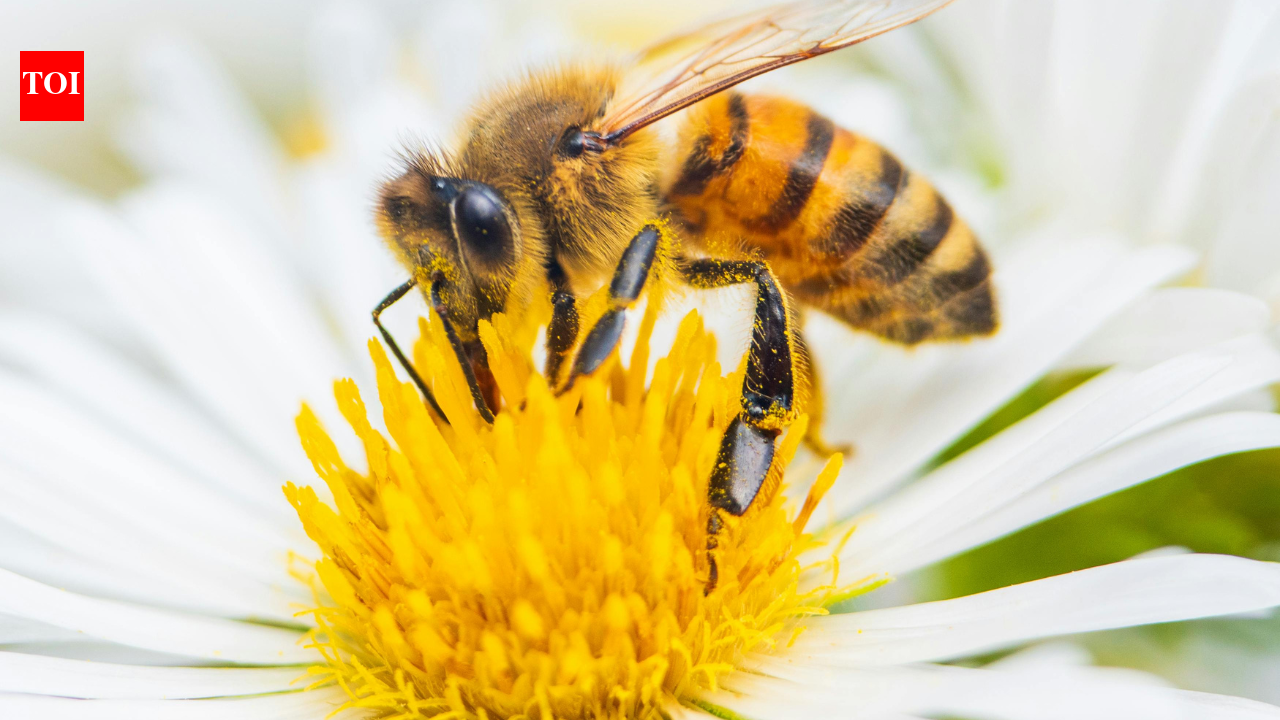 How do bees share directions: The fascinating science behind the honeybee ‘waggle dance’