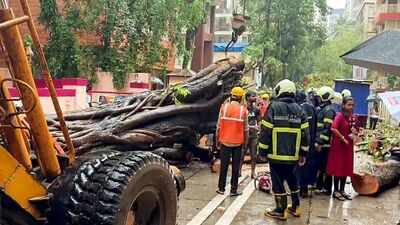 Can Mumbai save trees and lives? How technology can predict the next tree fall