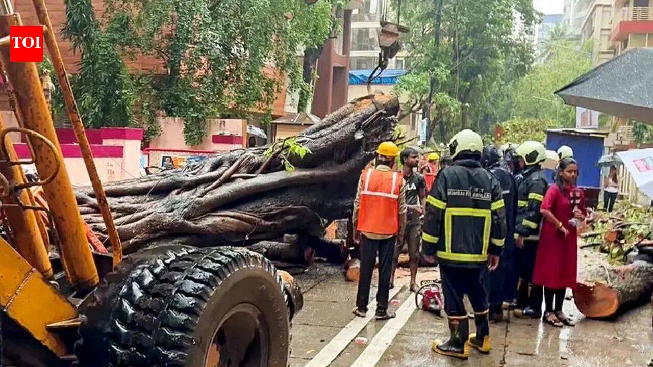 Can Mumbai save trees and lives? How technology can predict the next tree fall