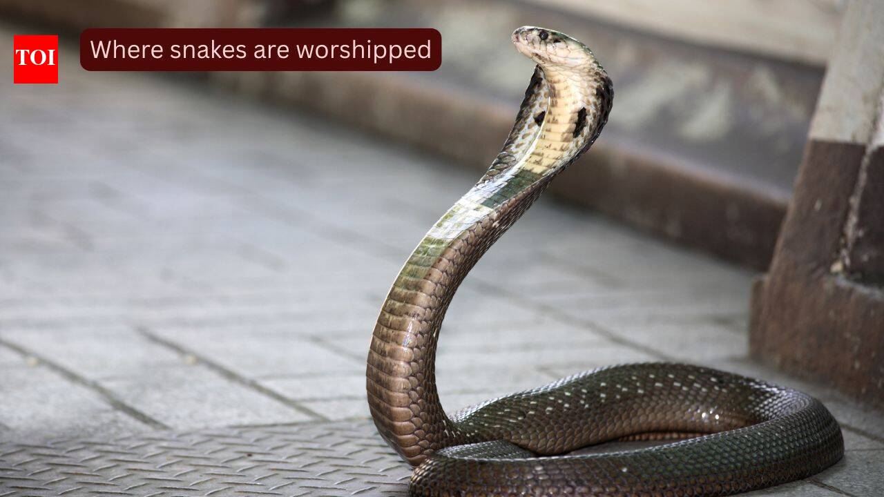 Where snakes are worshipped: 10 sacred and mysterious snake temples of India every traveller should visit