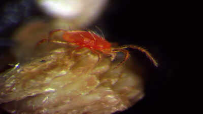 A predator smaller than a grain of rice found in Chile's desert could help farms worldwide fight pests without chemical pesticides