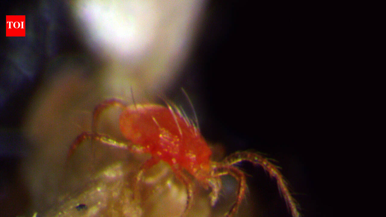 A predator smaller than a grain of rice found in Chile's desert could help farms worldwide fight pests without chemical pesticides