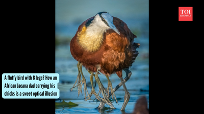 A fluffy bird with 8 legs? How an African Jacana dad carrying his chicks is a sweet optical illusion