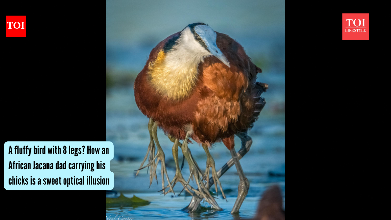 A fluffy bird with 8 legs? How an African Jacana dad carrying his chicks is a sweet optical illusion