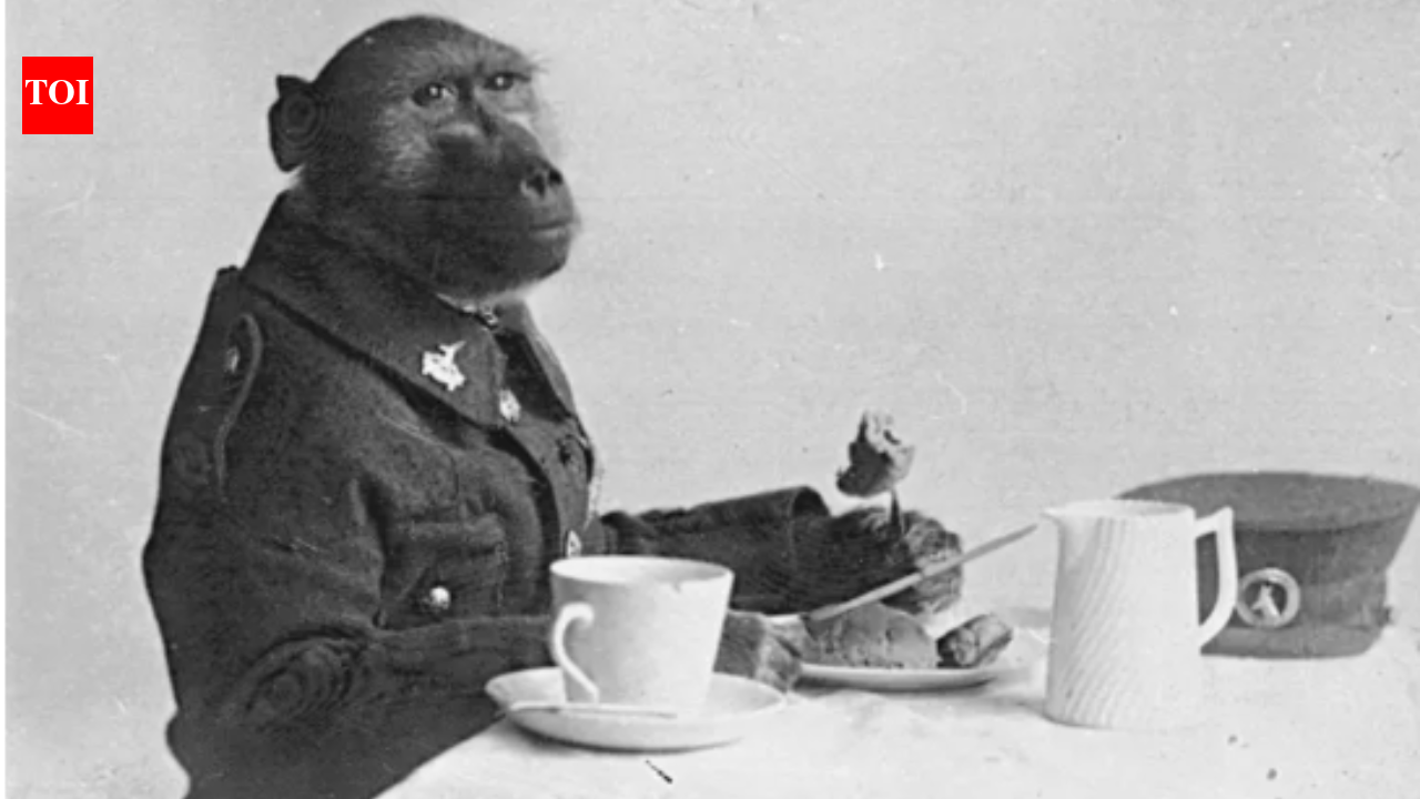 Meet Corporal Jackie: The South African baboon who served alongside soldiers during the First World War and became a war hero