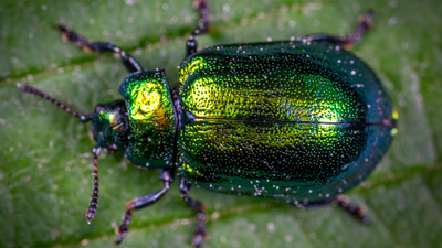 Scientists discover a new beetle species hiding on a Japanese university campus