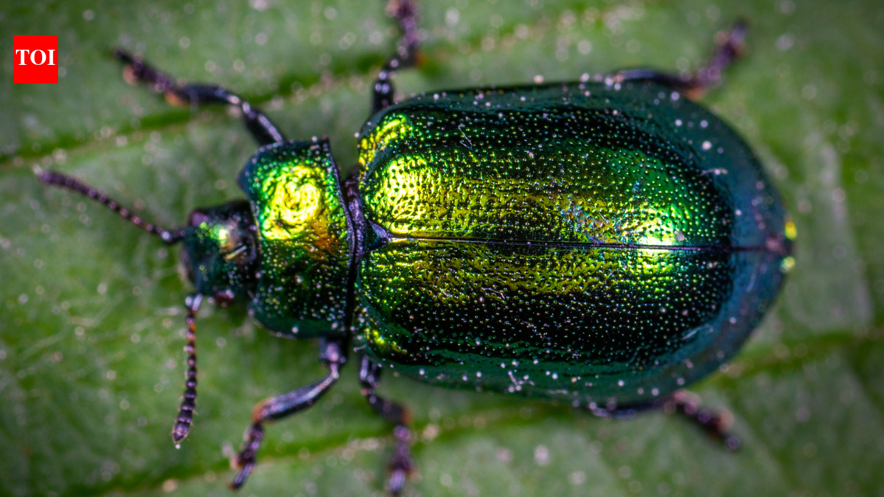Scientists discover a new beetle species hiding on a Japanese university campus