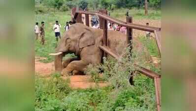 Foresters, Vets rescue tusker trapped in railway fence along Cauvery Sanctuary
