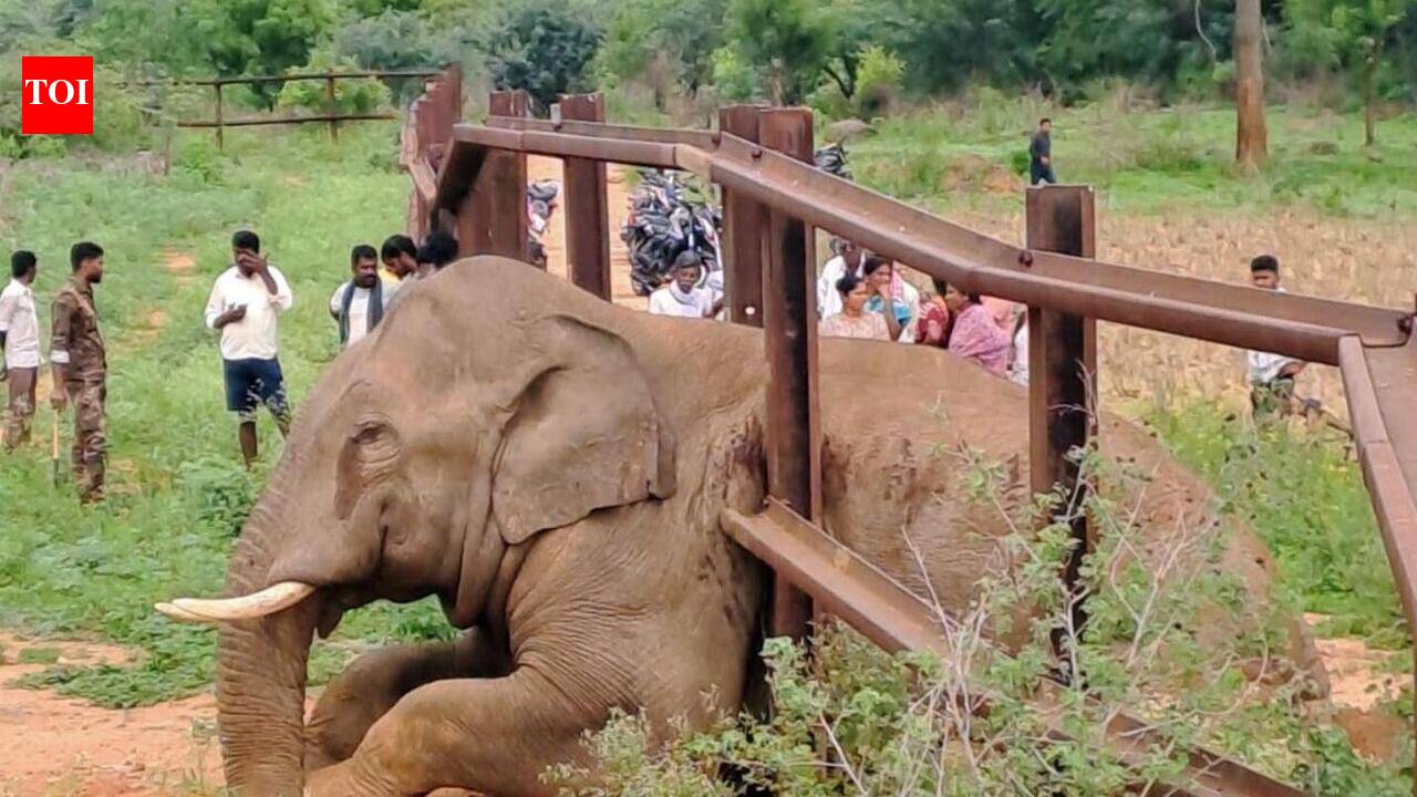 Foresters, Vets rescue tusker trapped in railway fence along Cauvery Sanctuary