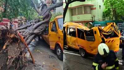 BMC suspends assistant garden superintendent after tree fall kills 11-year-old boy