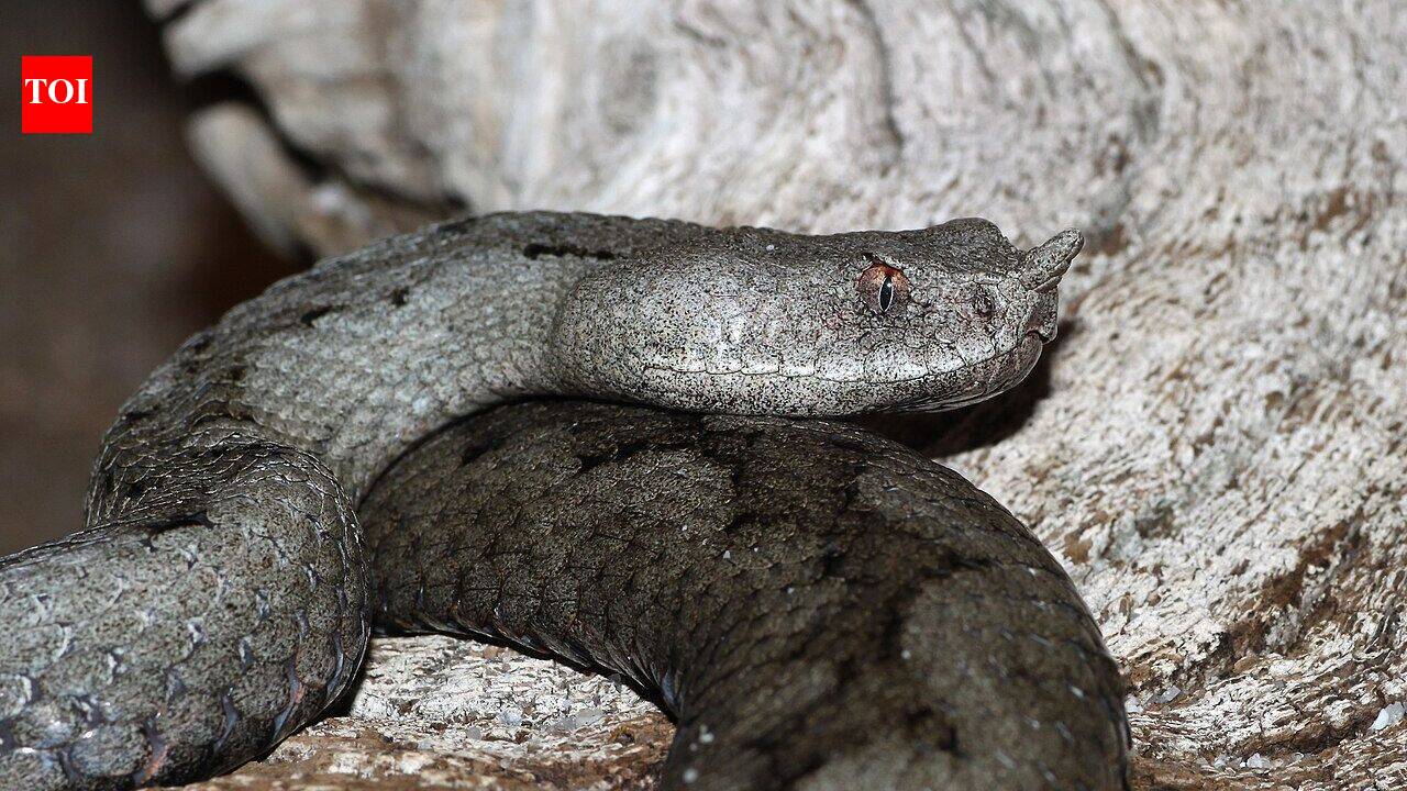 5 most snake-filled water bodies in Tennessee: From Kentucky Lake to Norris Lake