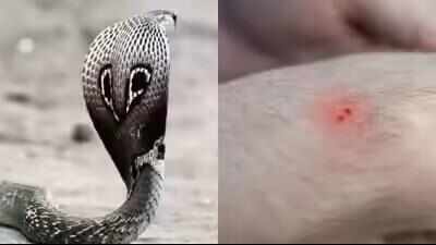 Now, snakebite to be notified disease in Maharashtra