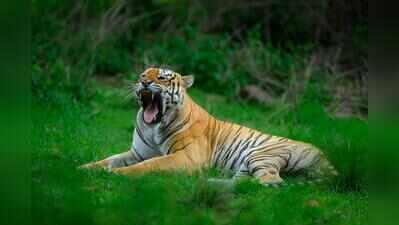 Two Maharashtra cops held with tiger skins, pangolin scales in Bastar’s Kanker