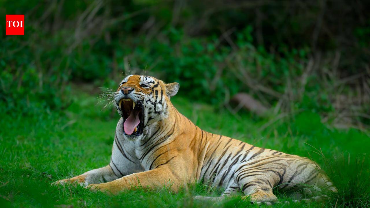 Two Maharashtra cops held with tiger skins, pangolin scales in Bastar’s Kanker